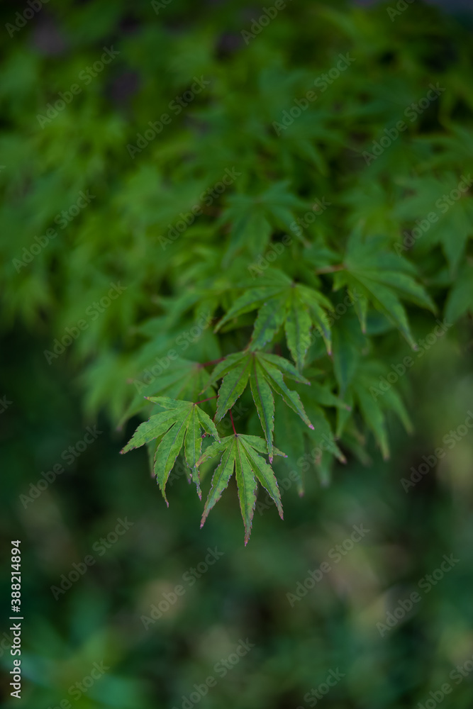 紅くなる前に 紅くなる前に