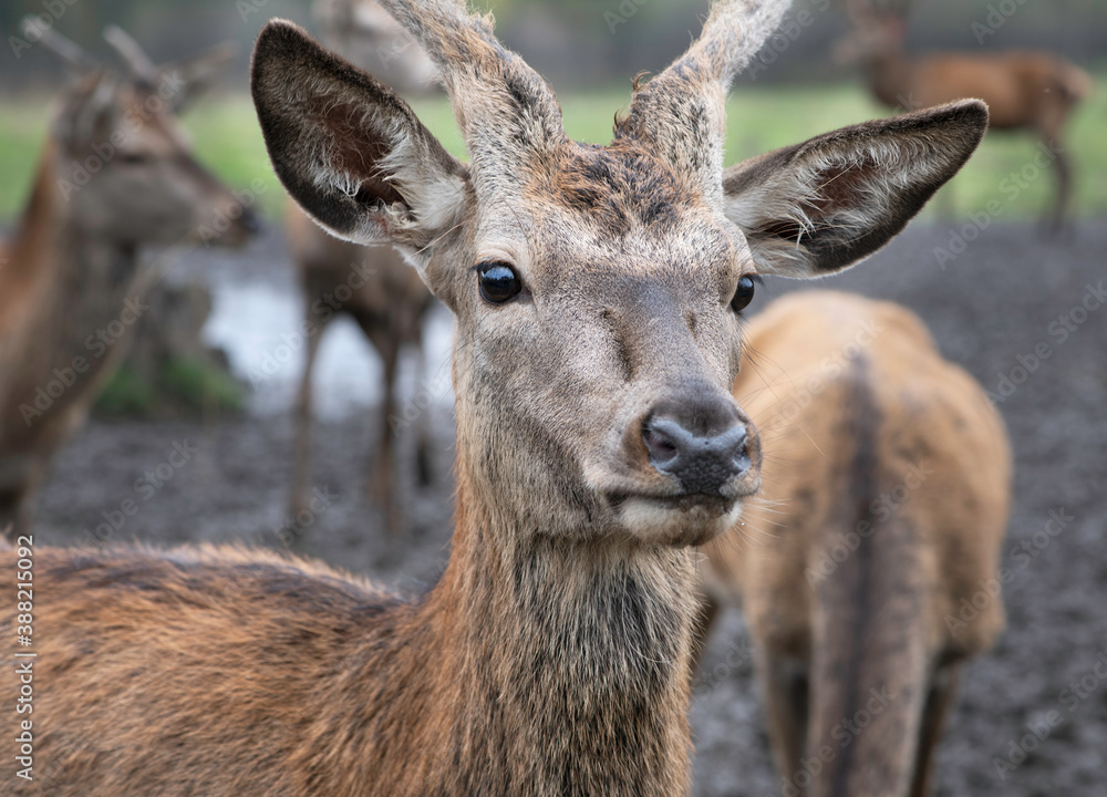 Beautiful deer close up. Wild animals. Portrait of deer Beautiful deer close up. Wild animals. Portrait of deer