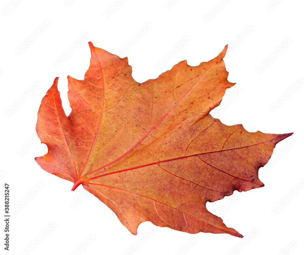 Fototapeta premium Isolated colorful maple leaf on white background. 