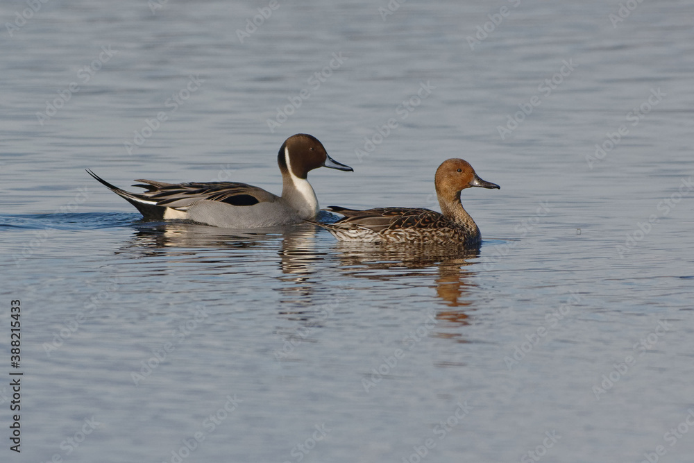 Couple of Northern Pintail (Anas acuta) lying on the water Couple of Northern Pintail (Anas acuta) lying on the water