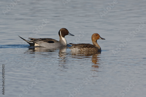 Couple of Northern Pintail (Anas acuta) lying on the water