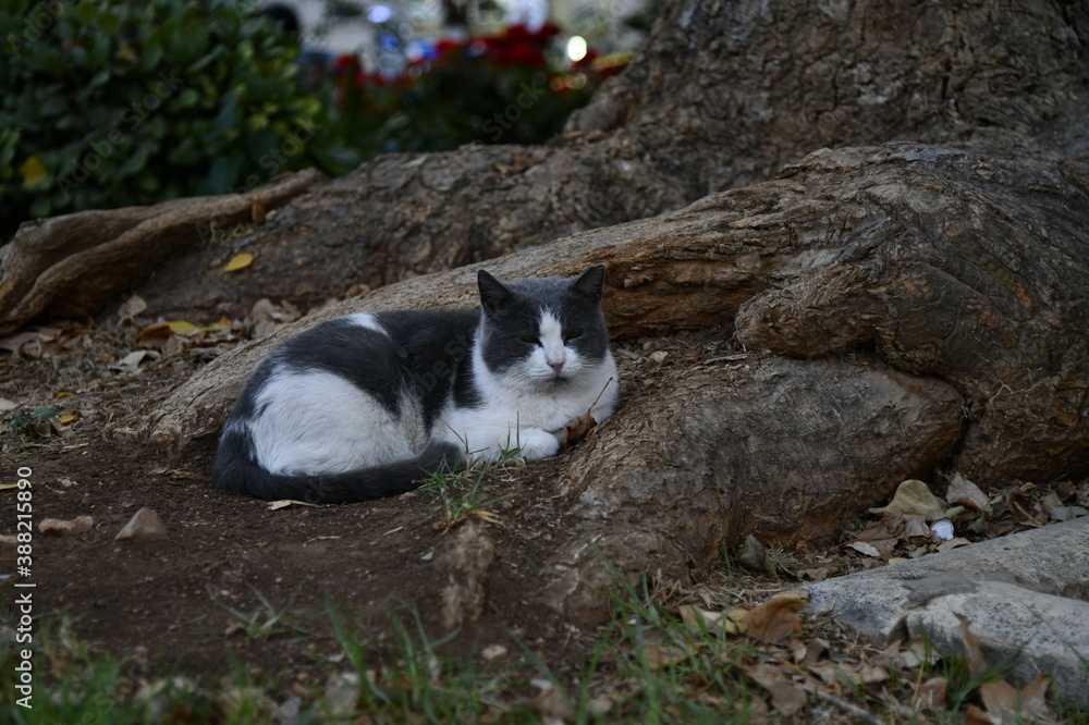 Fototapeta premium CAT