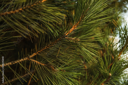 Pine branches and selective focus  close up