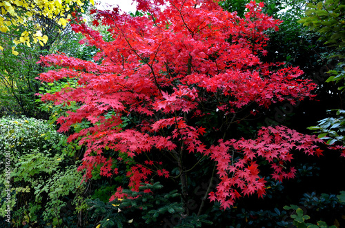 Bloodgood backdrop of a Japanese garden. It is a taller shrub of air habit. thicken the crown to create a relatively compact habitus. the leaves are deep red, usually seven-lobed, not change color