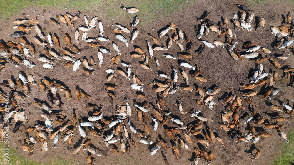 Aerial view of cows, View from Drone flight over pasture in countryside Aerial view of cows, View from Drone flight over pasture in countryside
