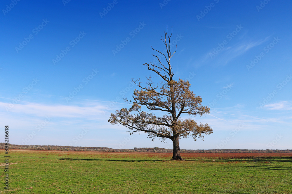 Lonely semi-dried tree on a green meadow Lonely semi-dried tree on a green meadow