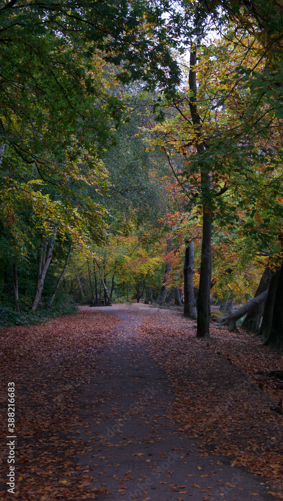 Fototapeta premium Portrait image of path leading through woods in autumn or fall