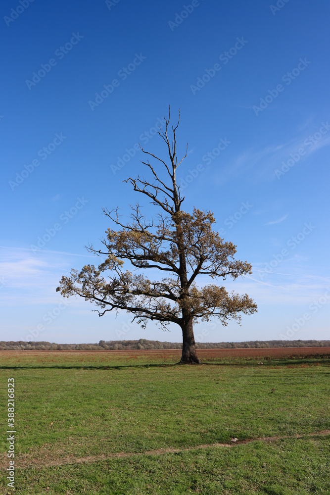 Lonely semi-dried tree on a green meadow Lonely semi-dried tree on a green meadow