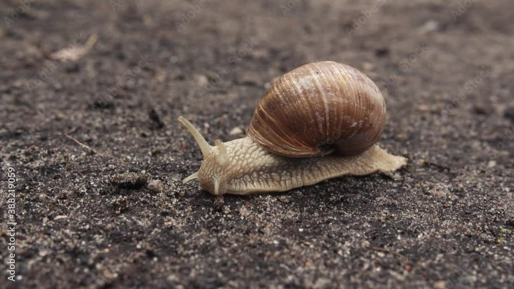 Garden Snail Crawling on the Ground. Garden Snail Crawling on the Ground.