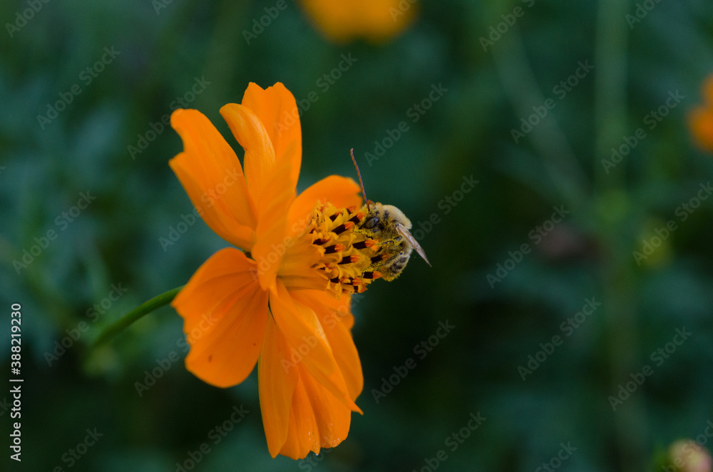 Bee collecting pollen from a yellow flower while getting covered on legs and body with the yellow powder. Bee collecting pollen from a yellow flower while getting covered on legs and body with the yellow powder.