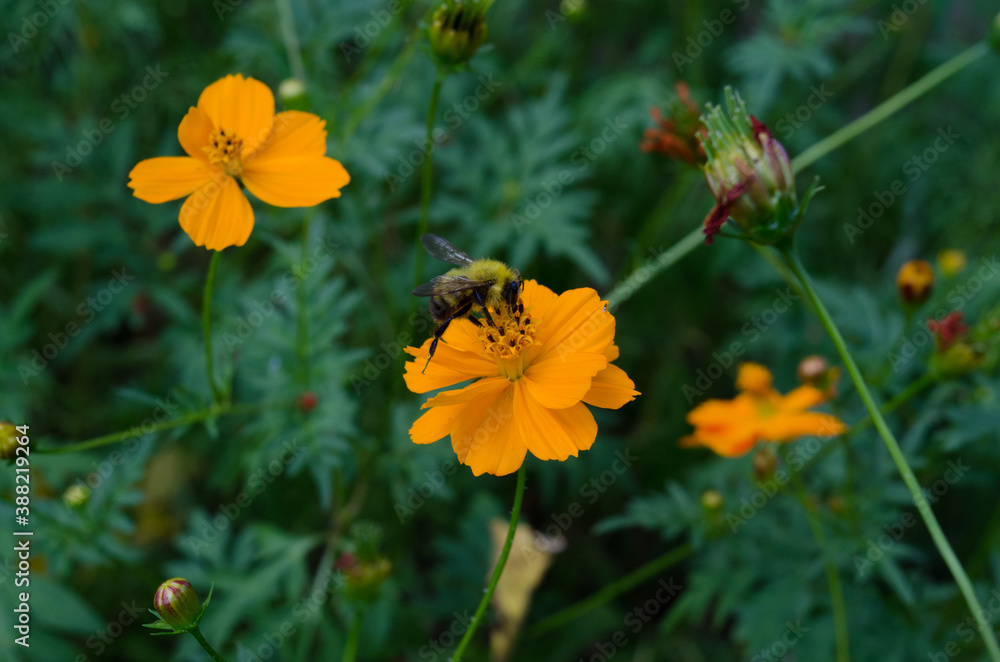 Bee gathering pollen on yellow flower covered in pollen powder. Bee gathering pollen on yellow flower covered in pollen powder.