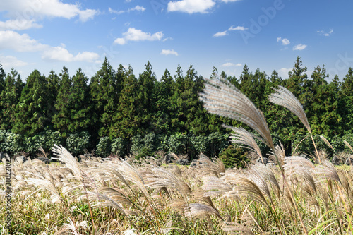 A silver grass field with a blue autumn sky