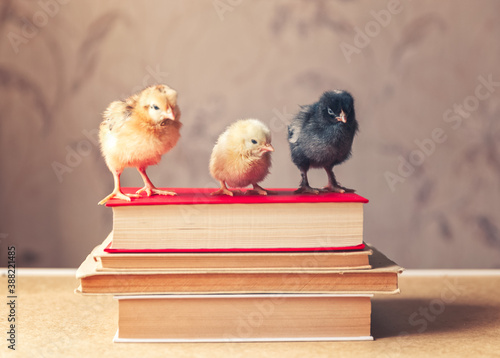 Distance learning concept.  Business incubator, educational concept. Newborn chicken standing at piles of books at the table. © Feel good studio
