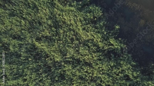 Aerial view on marshland. Swampy area view from above, drone flies over multicolored swamp texture.
