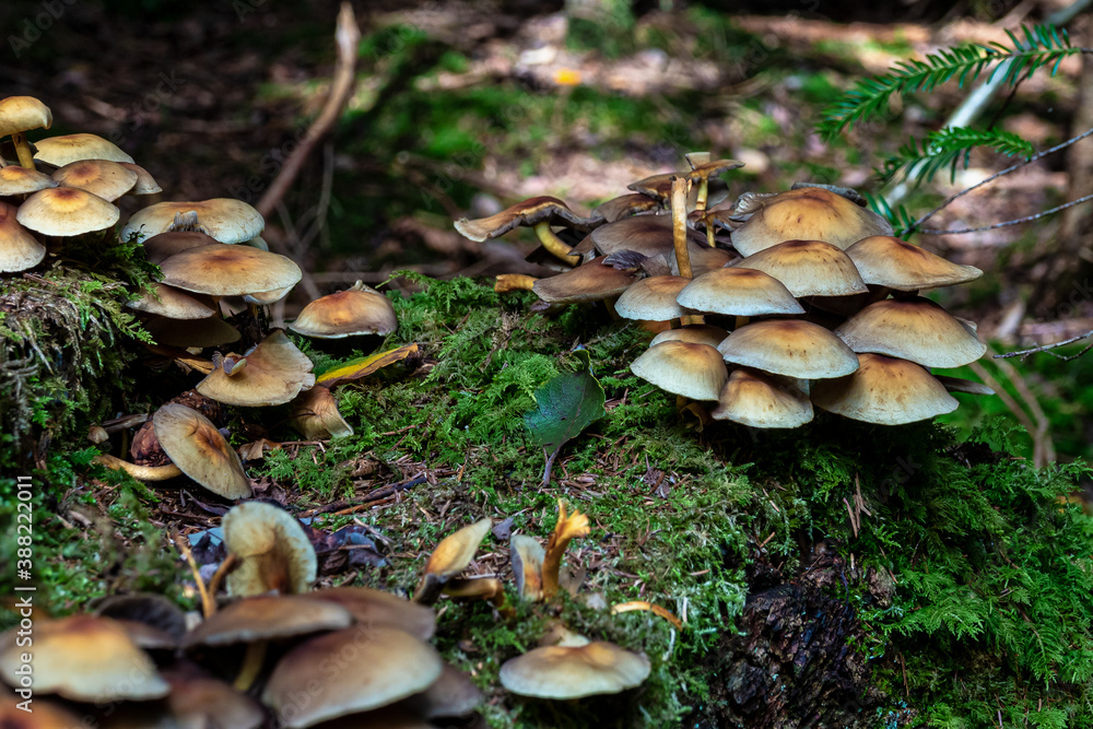 Mushrooms in the Eibenwald Paterzell, Yew forest Paterzell, Bavaria, Germany Mushrooms in the Eibenwald Paterzell, Yew forest Paterzell, Bavaria, Germany