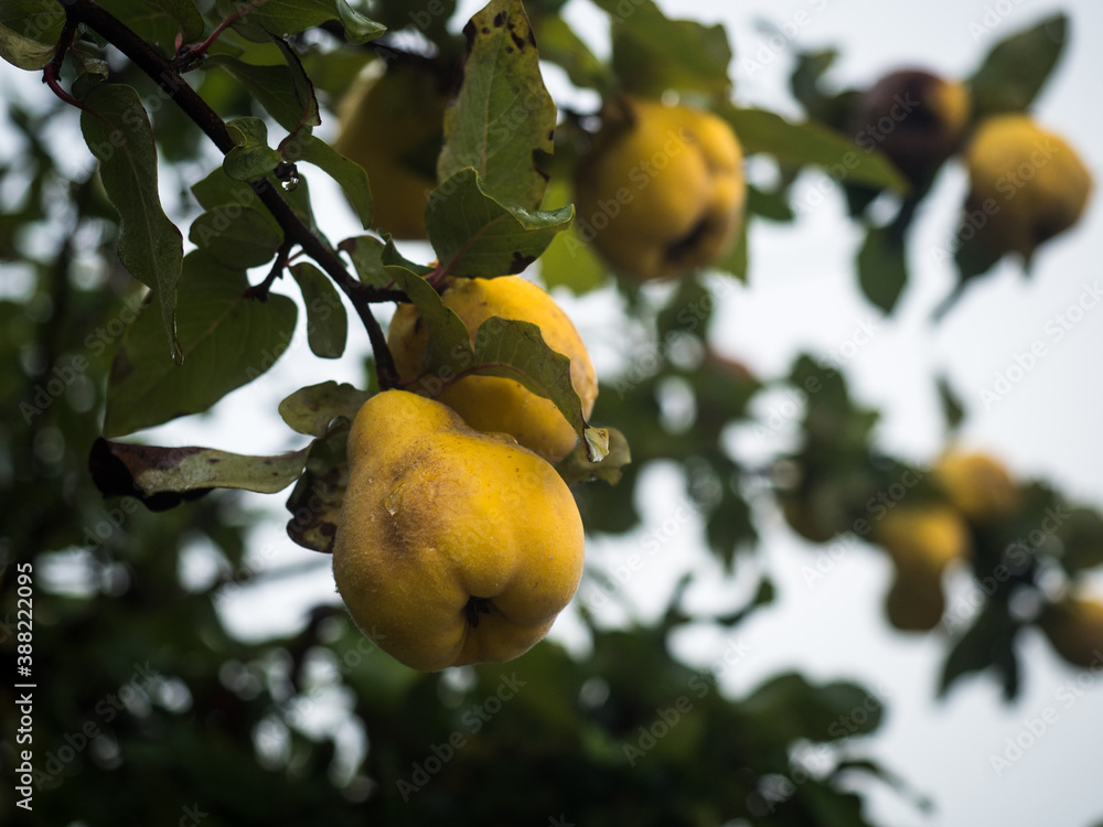 Mehrere reife gelbe Früchte der Quitte hängen an einen Ast des Quittenbaums.