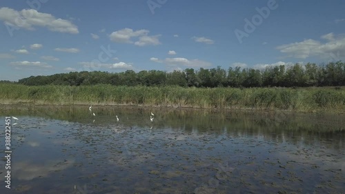 Landscape of a small lake or pond overgrown with reeds. Calm lake surface