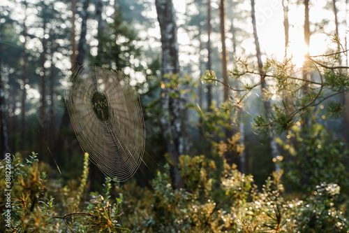 Cobweb in the Morning Forest in the Sun