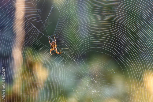 Spider Sits on a Web in the Forest