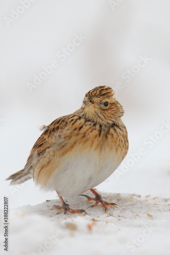 Eurasian skylark. Bird in in winter on snow. Alauda arvensis