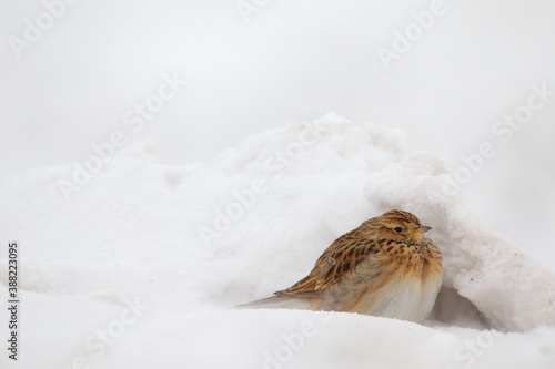 Fototapeta Naklejka Na Ścianę i Meble -  Eurasian skylark. Bird in in winter on snow. Alauda arvensis