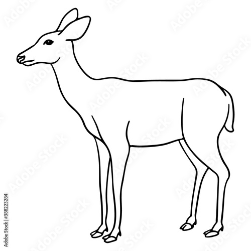 Deer silhouette isolated