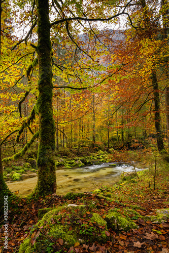 Creek through autumn foliage II