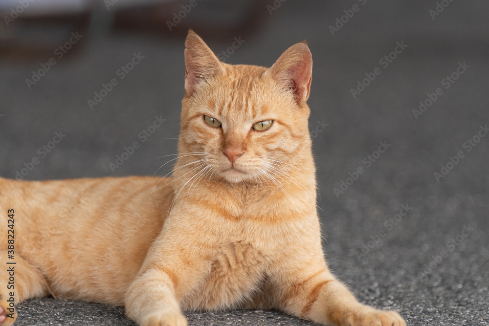 のんびり過ごす野良猫 茶トラ猫 のんびり過ごす野良猫 茶トラ猫