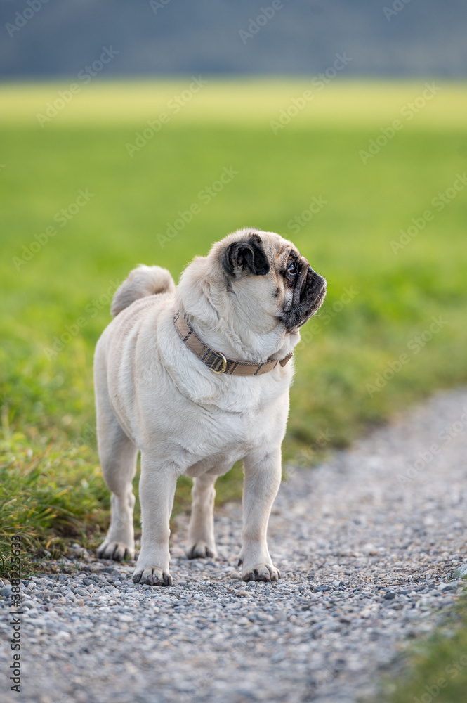 portrait of a cute pug looking sideways