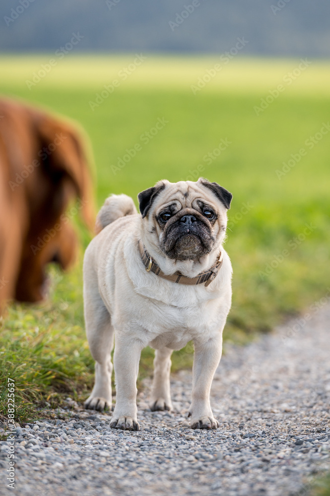 portrait of a cute pug looking towards camera portrait of a cute pug looking towards camera