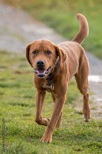 portrait of a brown labrador walking towards camera
