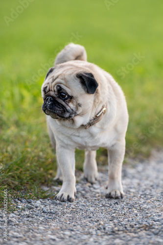 portrait of a cute pug