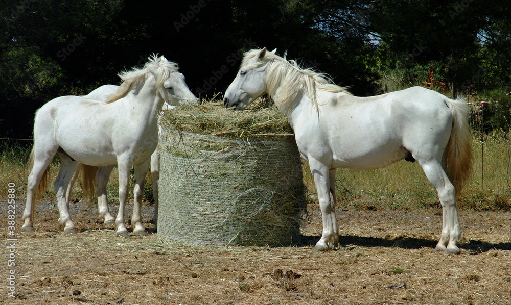 Obraz premium Two white horses eating hay