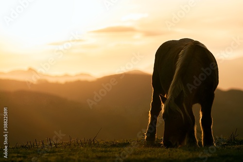 Typical horse in the north of Spain in the mountain area with evening light 