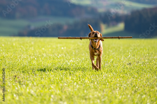 brown labrador retriever running and playing with stick in green field photo