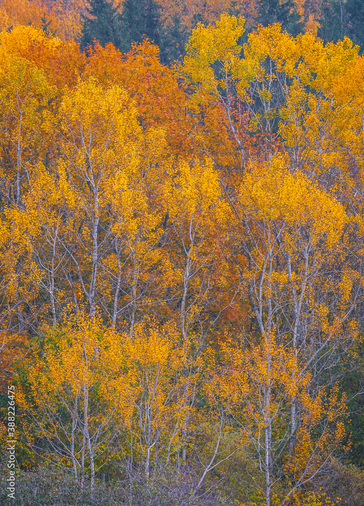 Autumn scenery, a forest in vibrant warm yellow colors