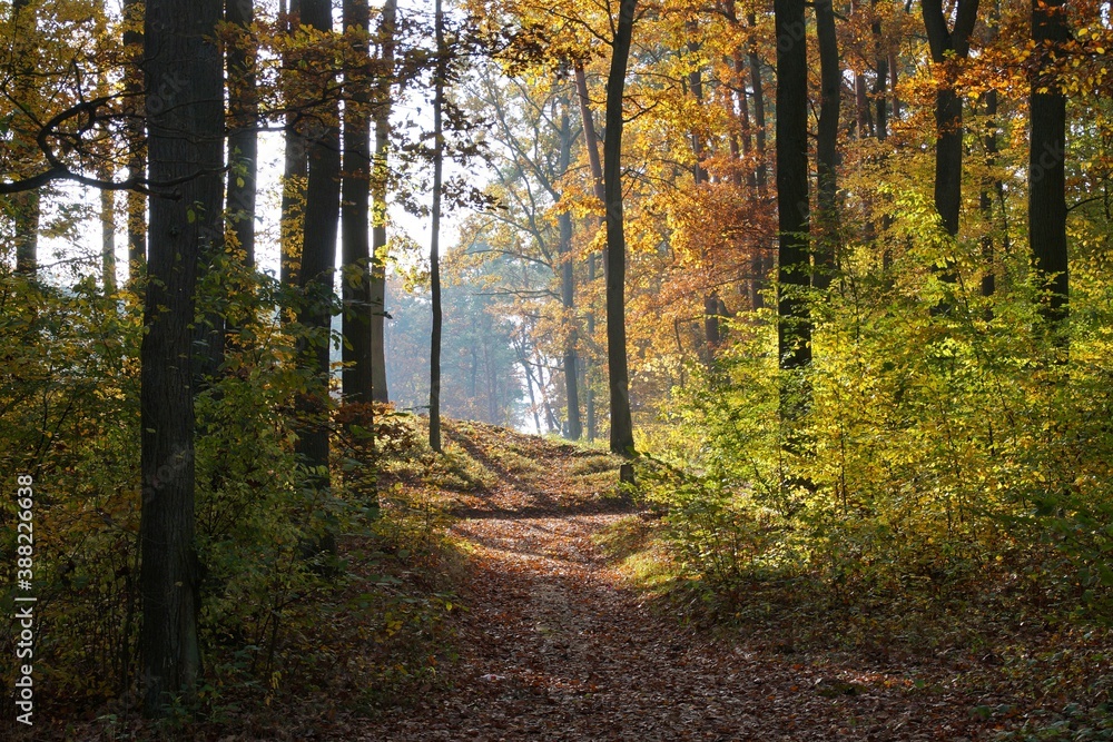 Fototapeta premium autumn, forest, nature, fall, tree, landscape, trees, wood, leaves, season, yellow, leaf, foliage, woods, green, orange, red, color, colorful, colors, light, outdoors
