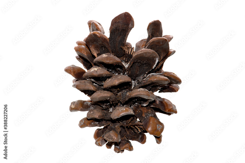 pine cone isolated on white background pine cone isolated on white background