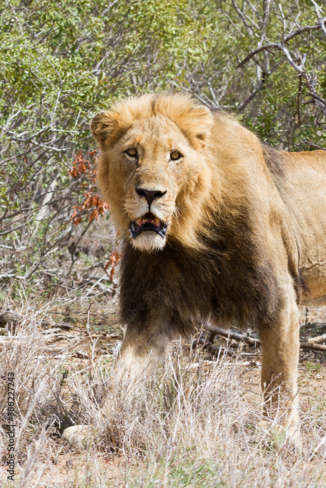 Closeup portrait of an adult male lion with beautiful dark mane in Kruger National Park, South Africa Closeup portrait of an adult male lion with beautiful dark mane in Kruger National Park, South Africa