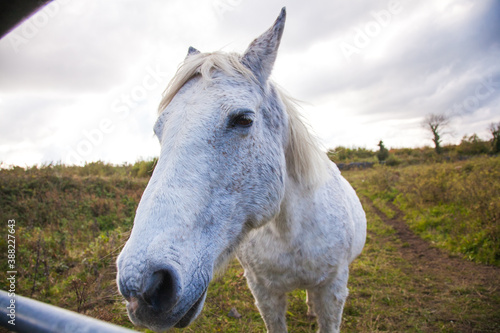 Fototapeta Naklejka Na Ścianę i Meble -  white horse in the field