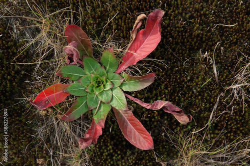 Φωτογραφία The bright leaves in a 'basal rosette' of common evening-primrose (Oenothera biennis), top view, close up