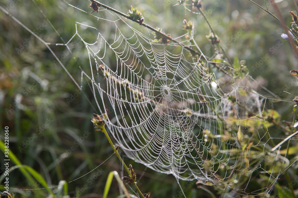 Autumn landscape. Morning, fog, cobwebs on the grass, raindrops on the cobwebs