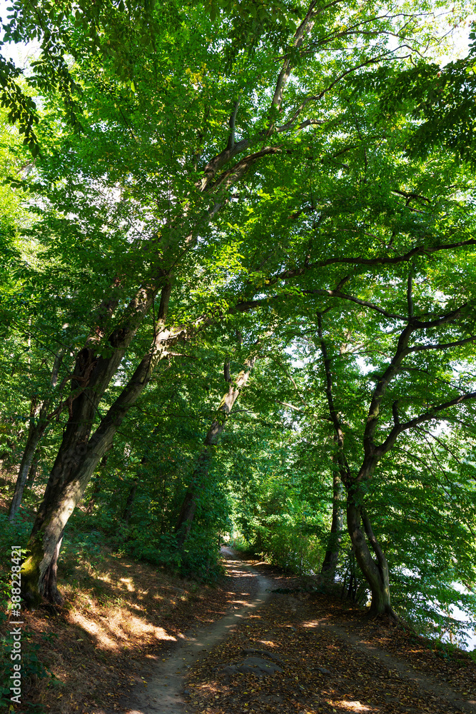 Naklejka premium Colorful autumn Nature with old big Trees about River Sazava in Central Bohemia, Czech Republic