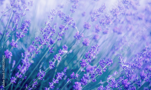 Selective focus on the lavender flower in the flower garden - lavender flowers lit by sunlight.