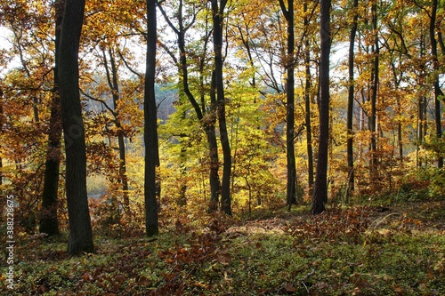 view of a deciduous forest in Poland in autumn