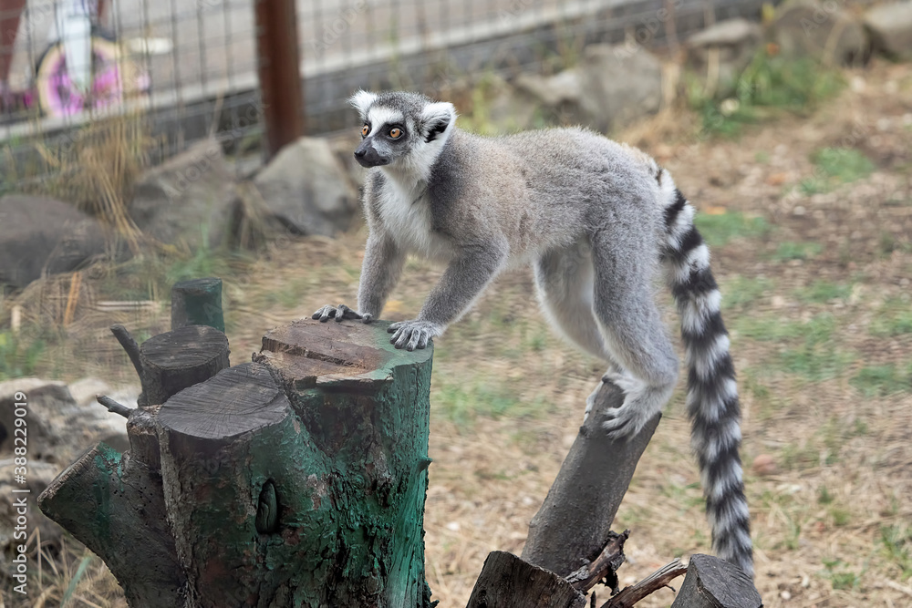 Obraz premium Lemur primate with a long striped tail