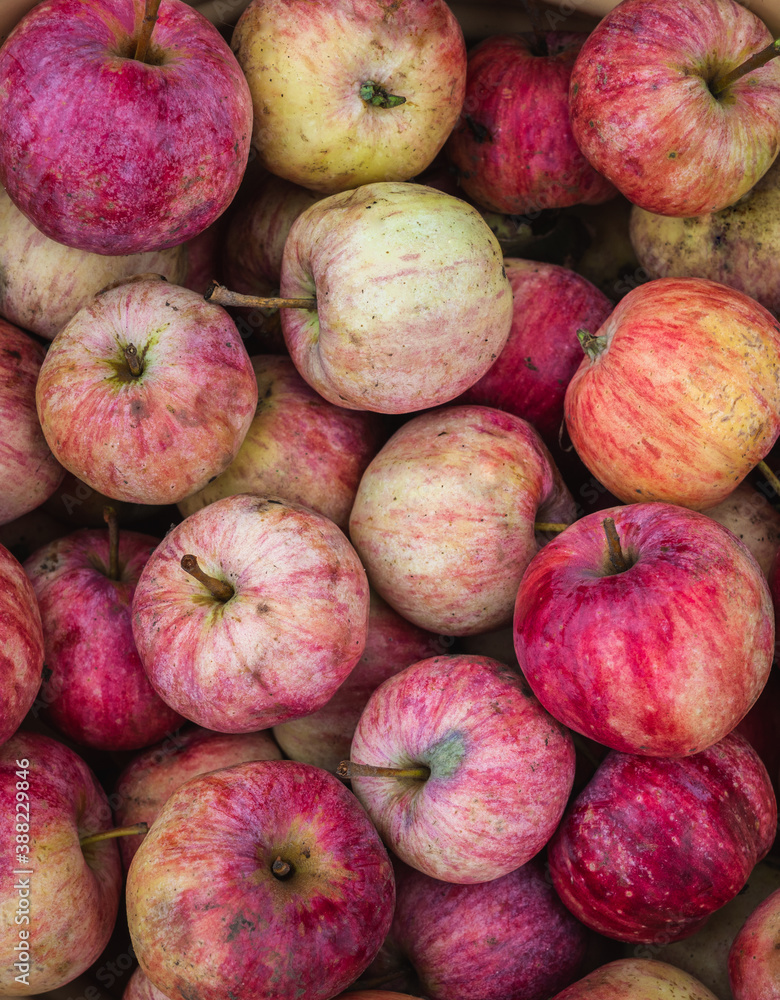 Freshly harvested apples on the table. Selective focus. Shallow depth of field. Freshly harvested apples on the table. Selective focus. Shallow depth of field.