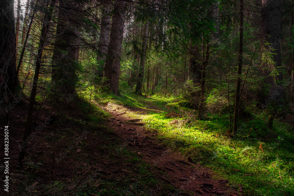 Obraz premium Bright light falls on a dark forest. Autumn landscape.