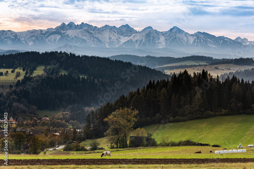 Cow on Pasture with High Tatra Mountains in Background. Pieniny National Park, Poland at Autumn