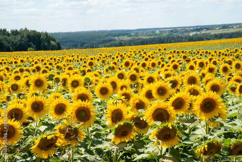 Obraz premium sunflowers